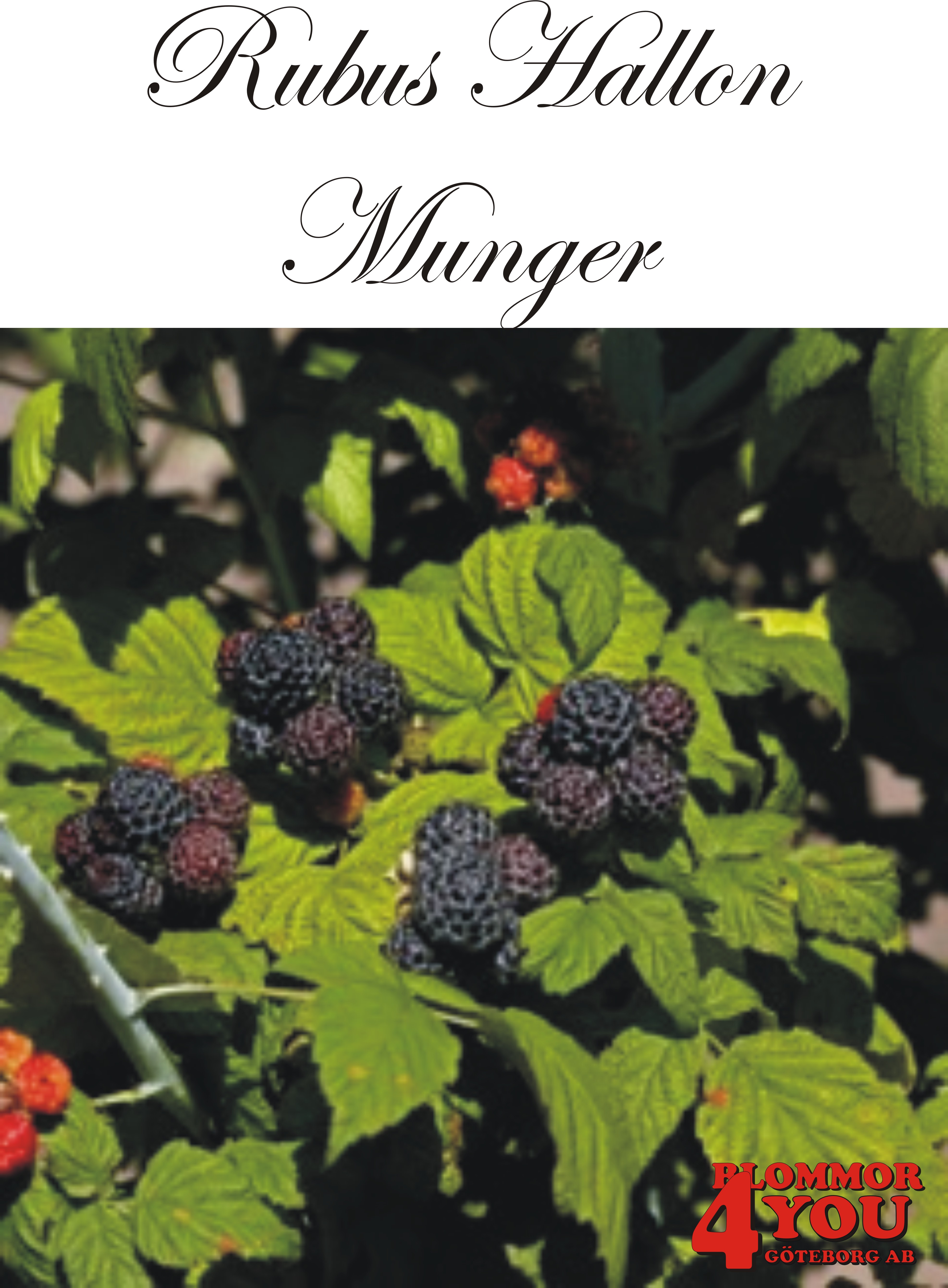 Trädgårdshallon  Rubus (Svarthallon)   MUNGER  (EPS-cert)   A-kv C3,5