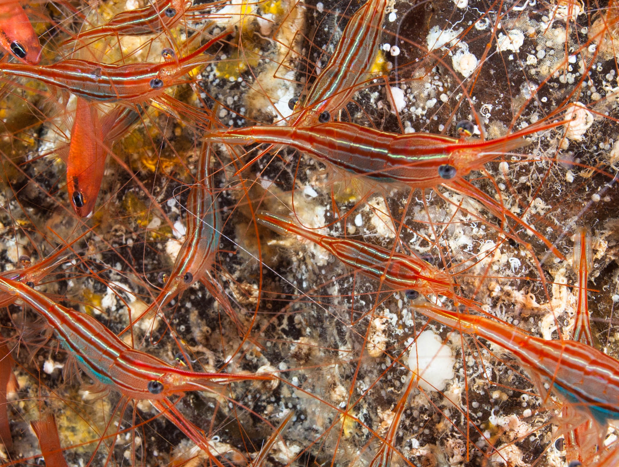 Plesionika narval (reef safe)