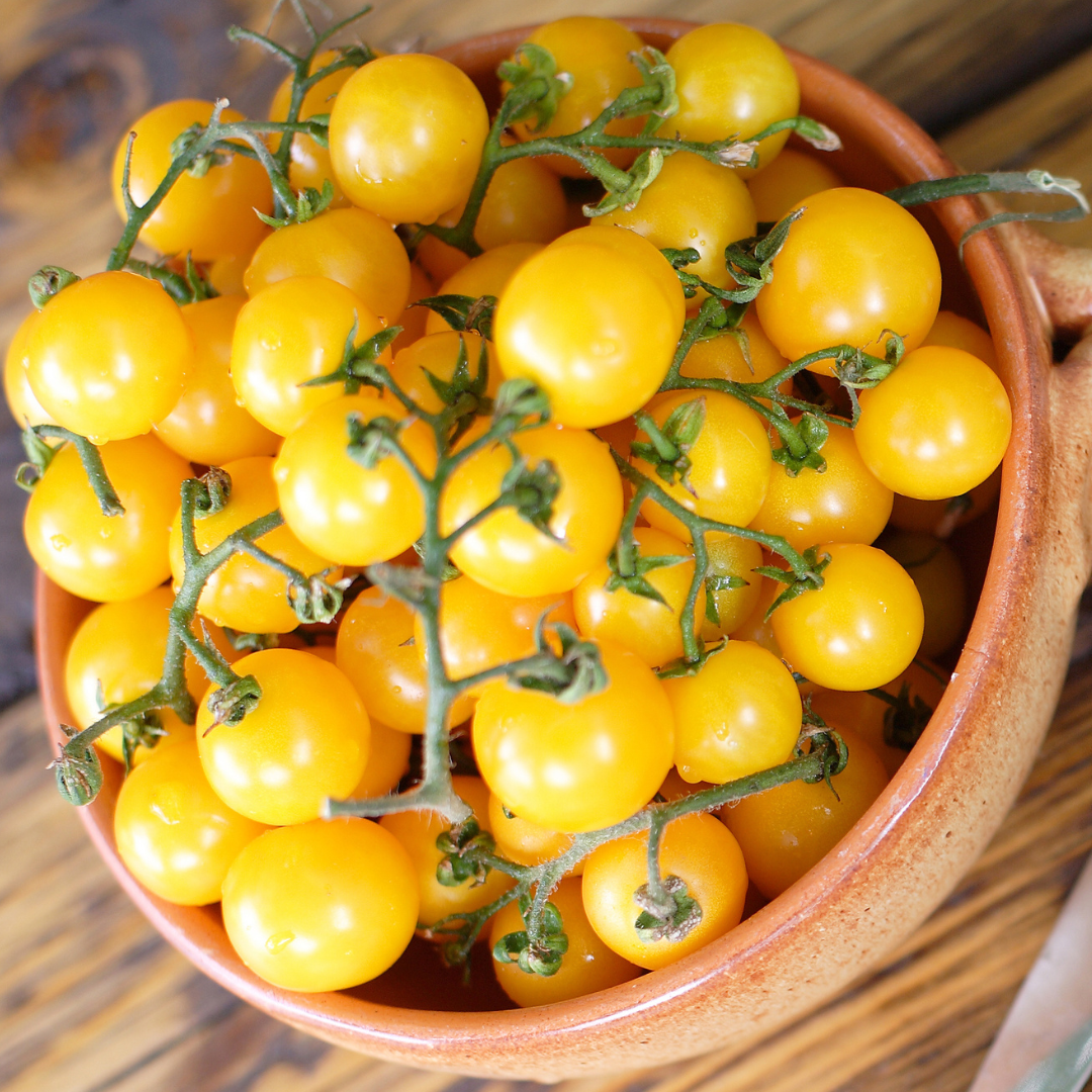 Körsbärstomat - Ildi