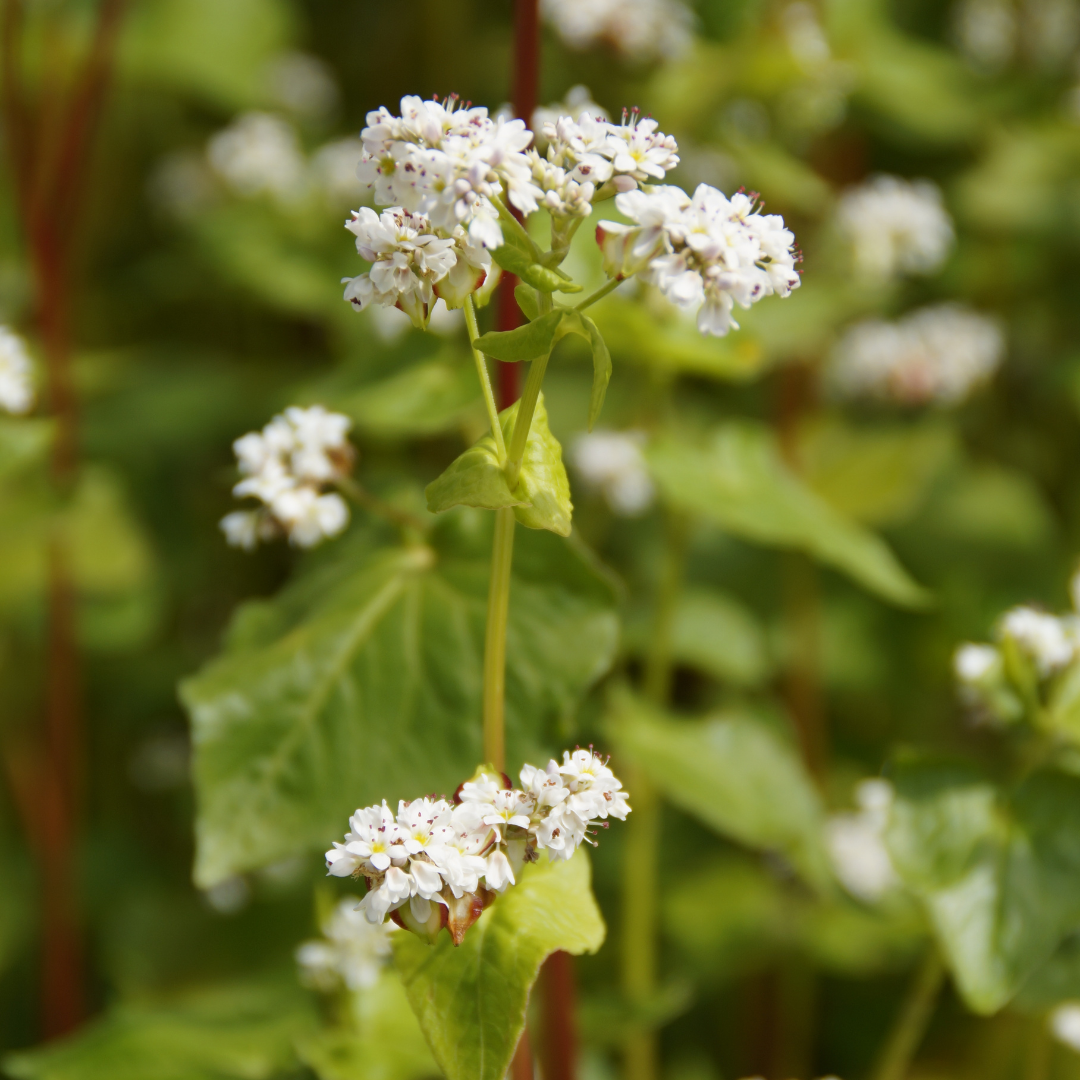 bild på blommande bovete.