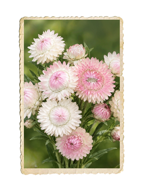 Jätteeternell King Size Silvery rose