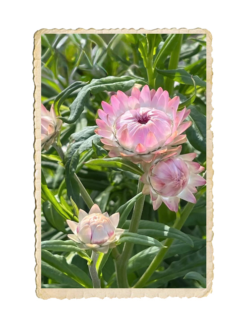 Jätteeternell King Size Silvery rose - 3