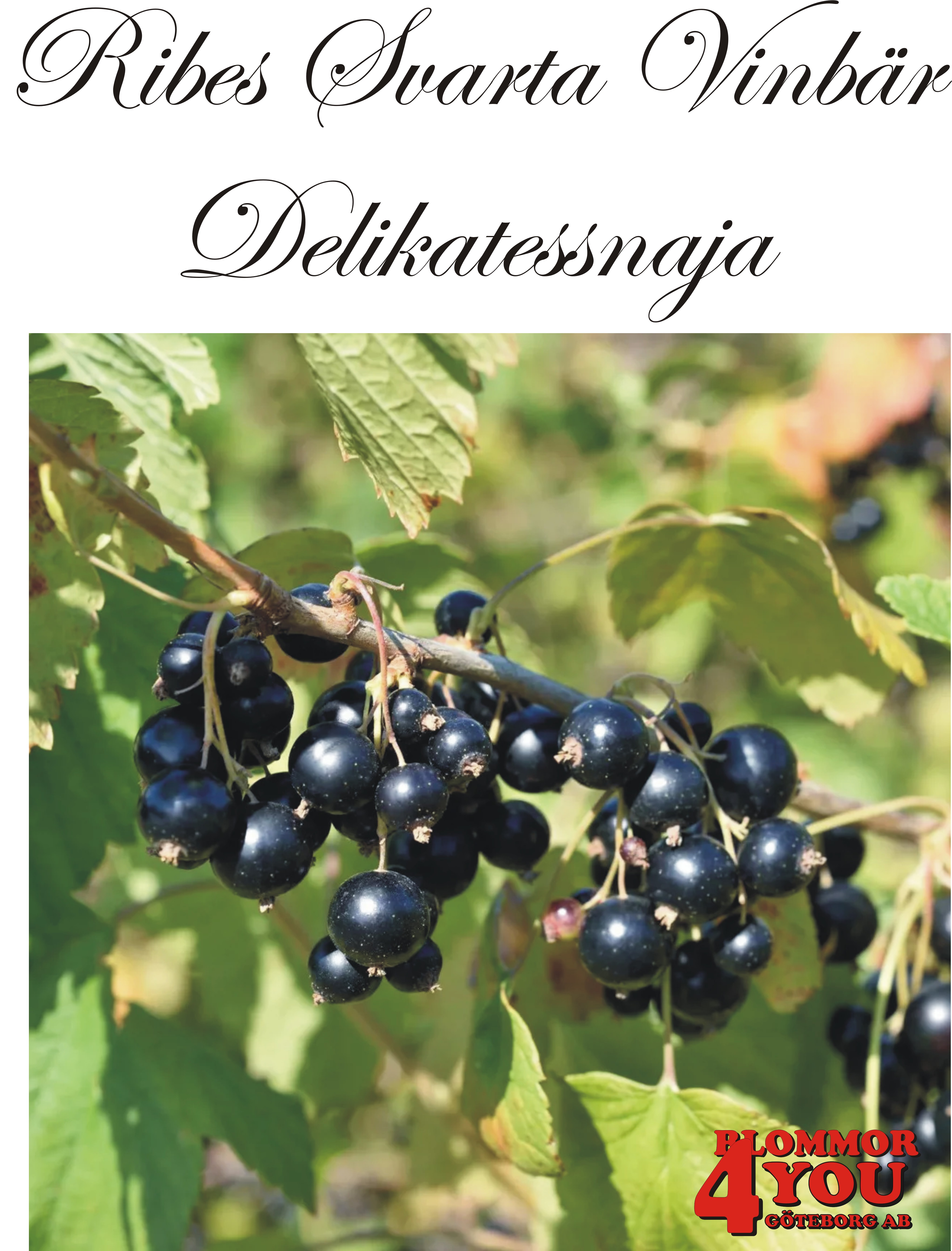 Ribes nigrum   (Svarta vinbär)  DELIKATESSNAJA   (EPS-cert) Busk C3,5