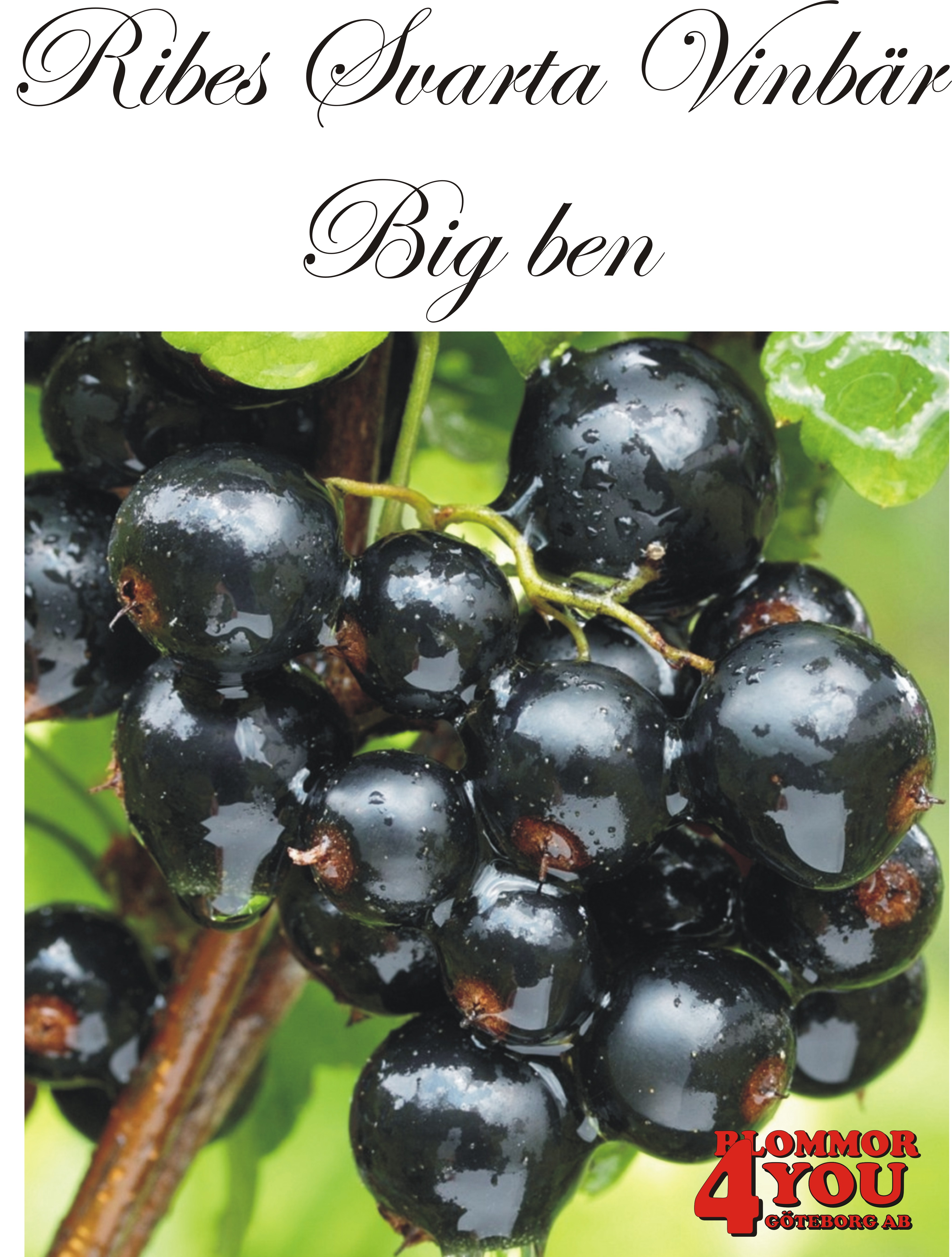 Ribes nigrum   (Svarta vinbär)  BIG BEN*(CAC) Busk C3,5