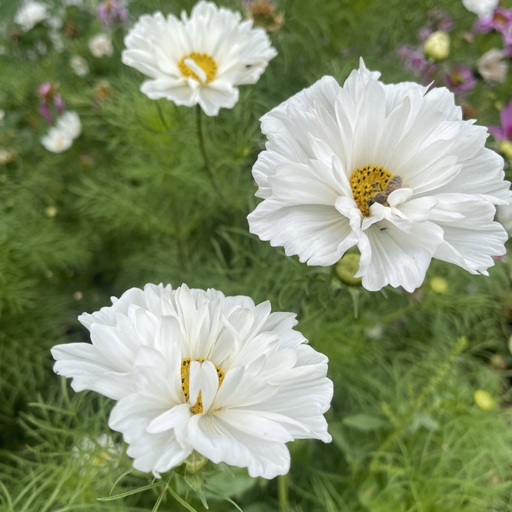 Rosenskära 'Fizzy White'