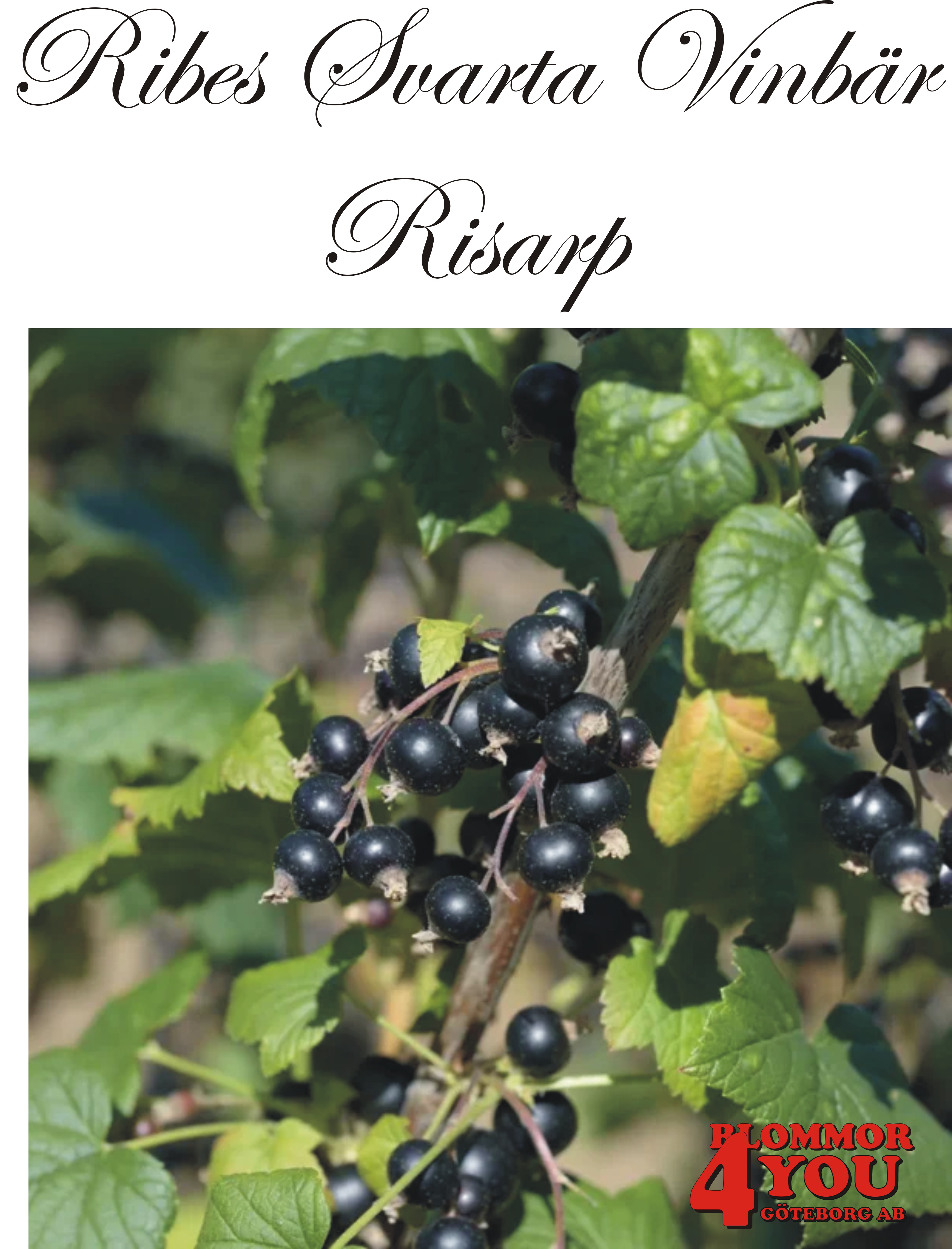 Ribes nigrum   (Svarta vinbär)  RISARP    (EPS-cert) Busk C3,5