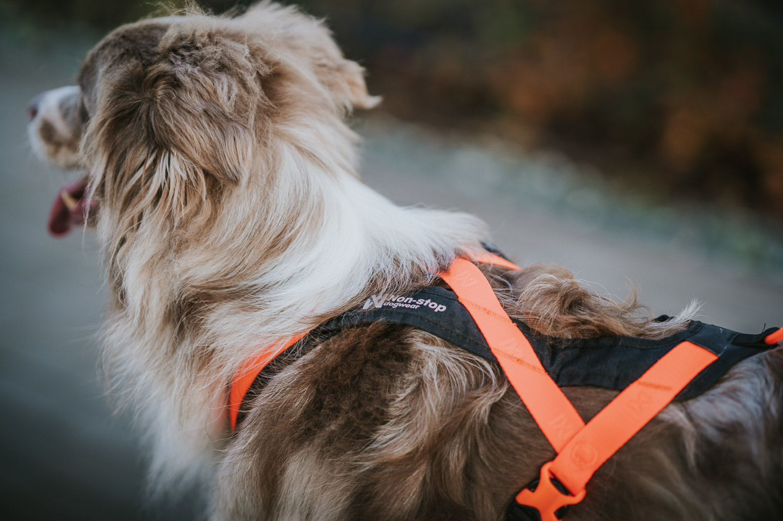  Non-Stop Dogwear Rush Harness - Black/Orange