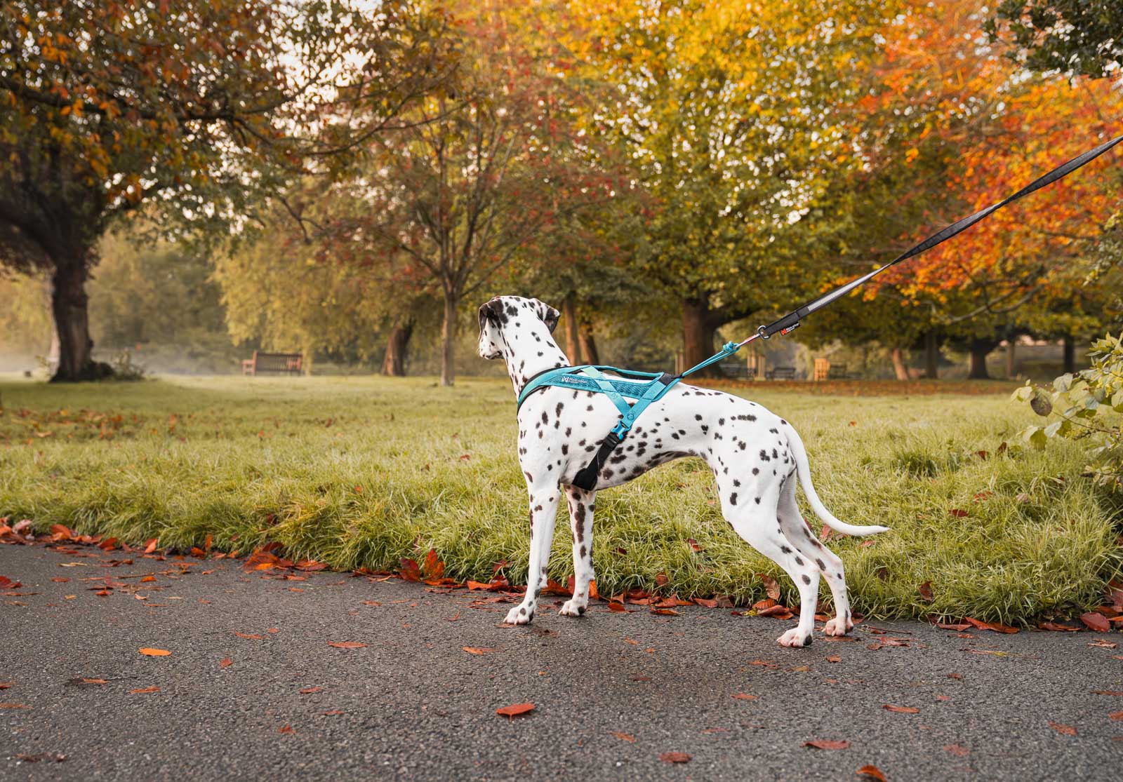 Non-Stop Dogwear Rush Harness - Black/Teal - Ergonomic