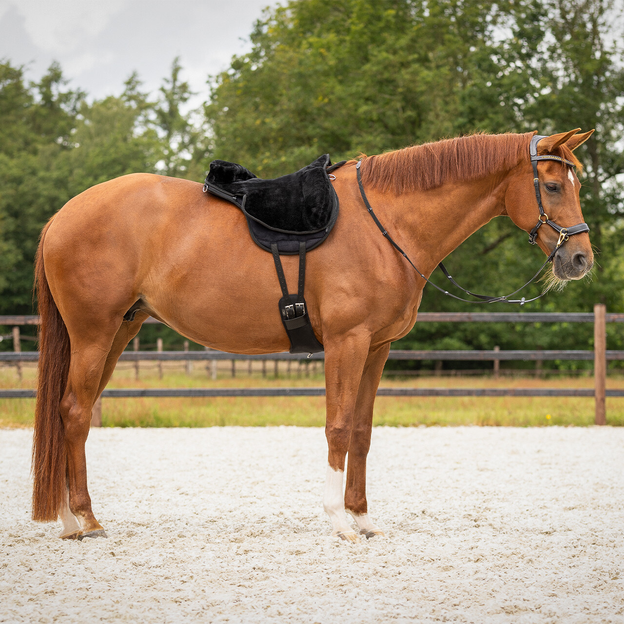 QHP Bareback pad super soft, black, full - 16