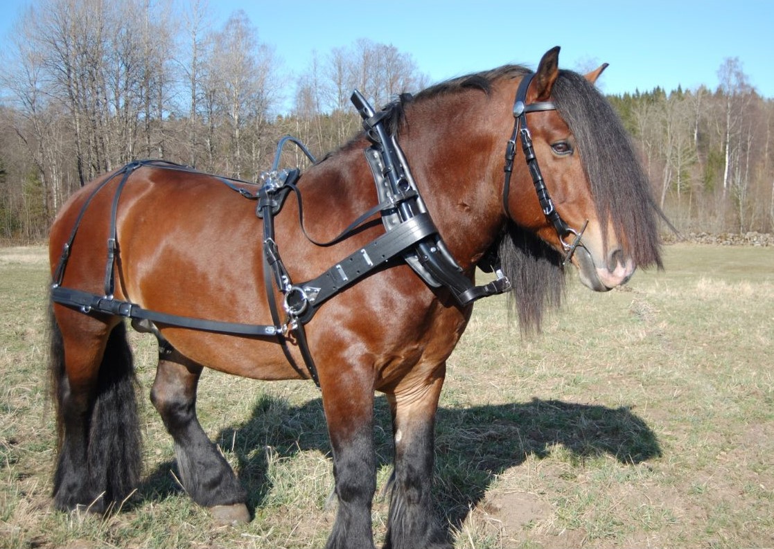  Loksele med Bågdäckel - 2