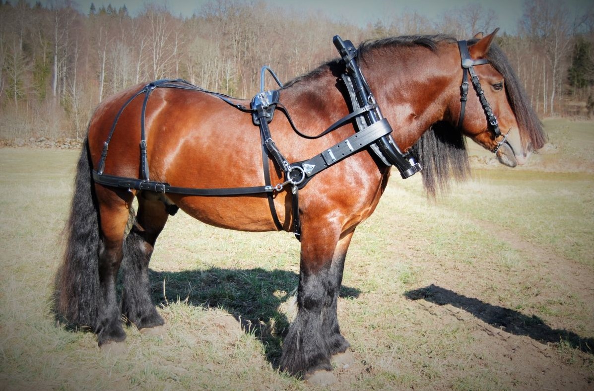 Loksele med Bågdäckel