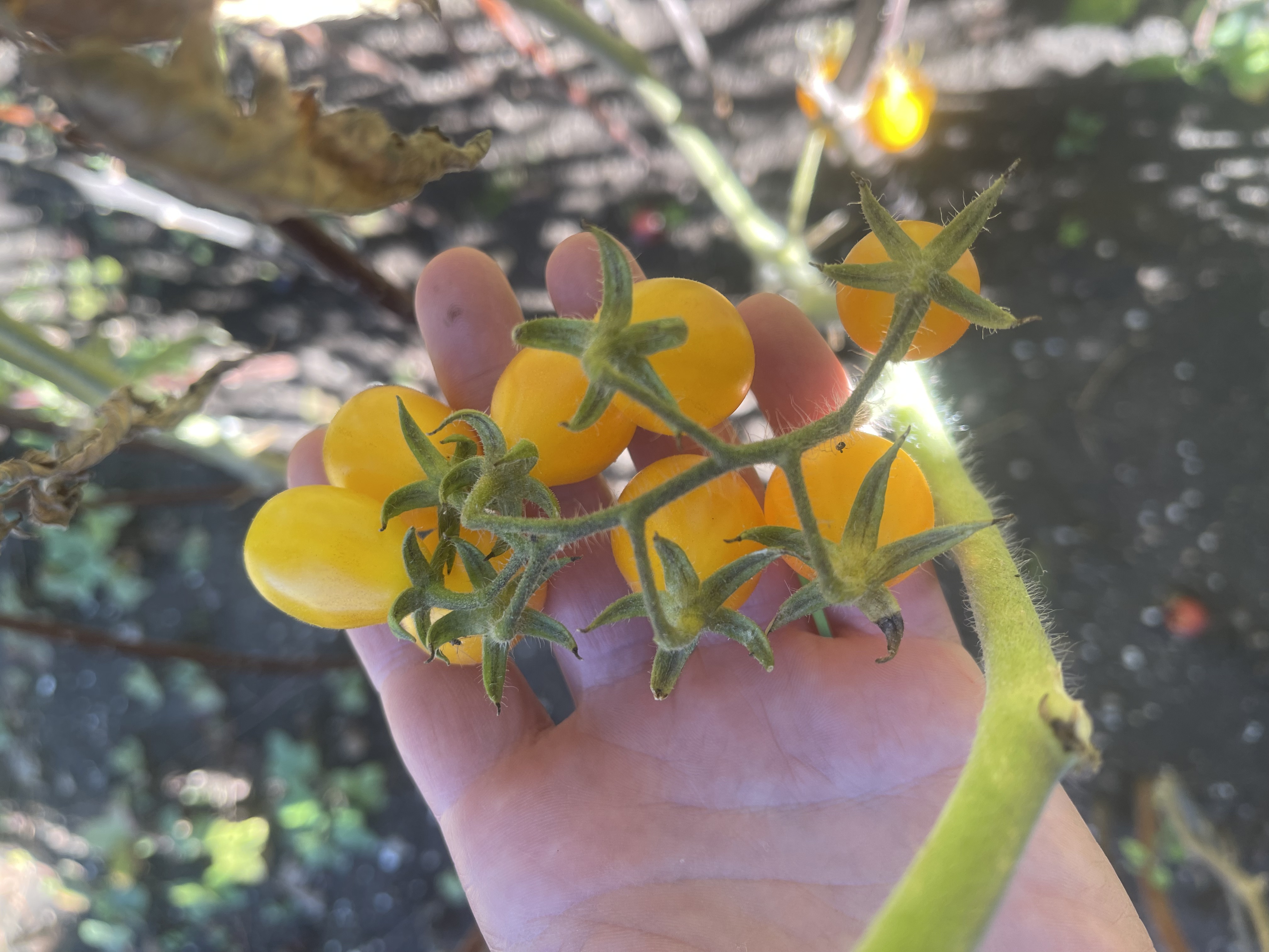 Pärontomat 'Yellow Pearshaped' - 2