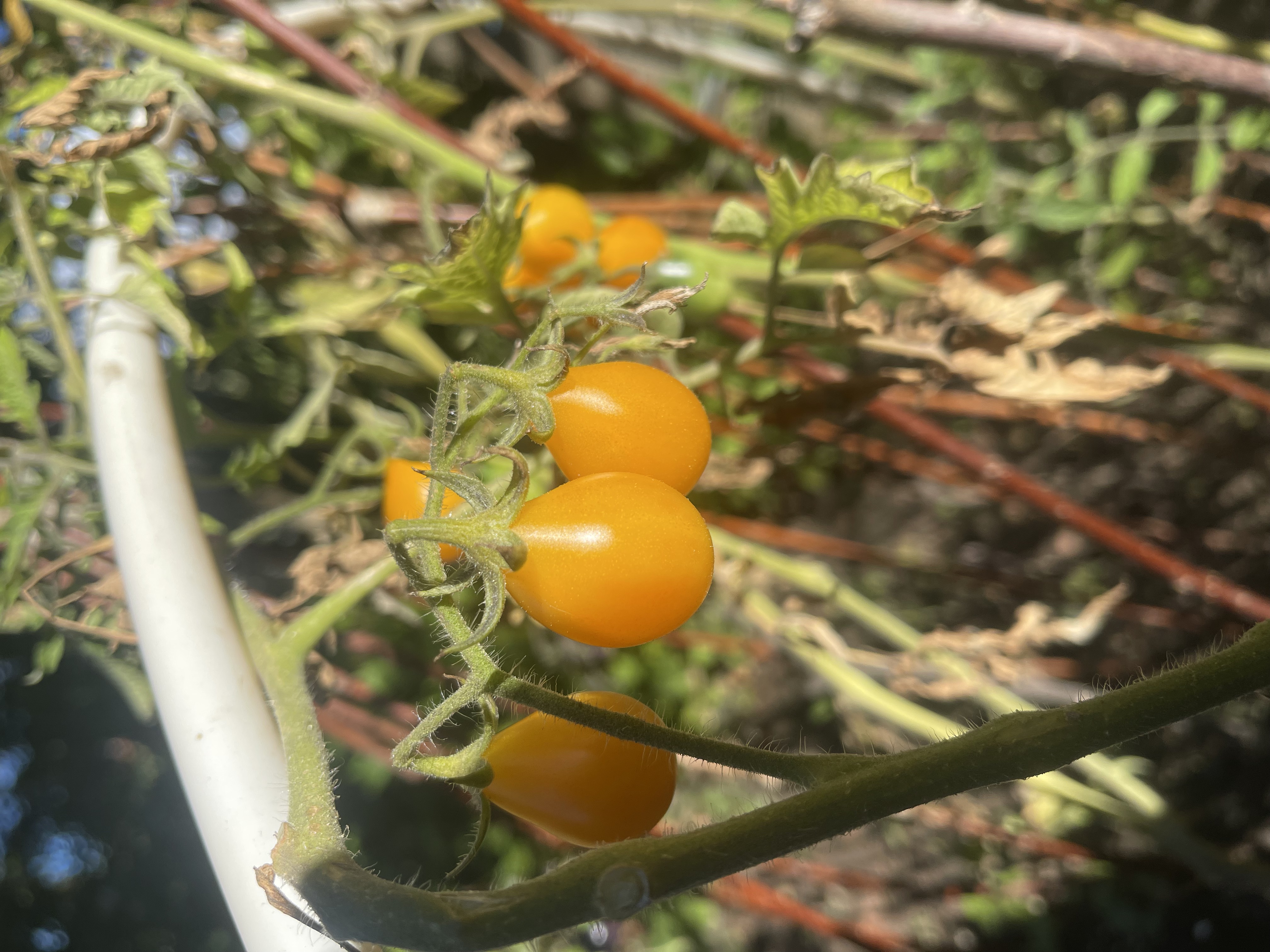 Pärontomat 'Yellow Pearshaped'