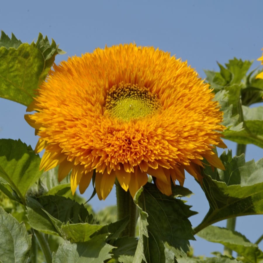 Solros 'Teddy Bear'