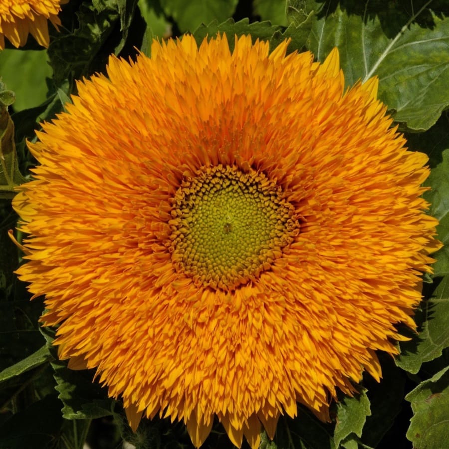 Solros 'Teddy Bear'