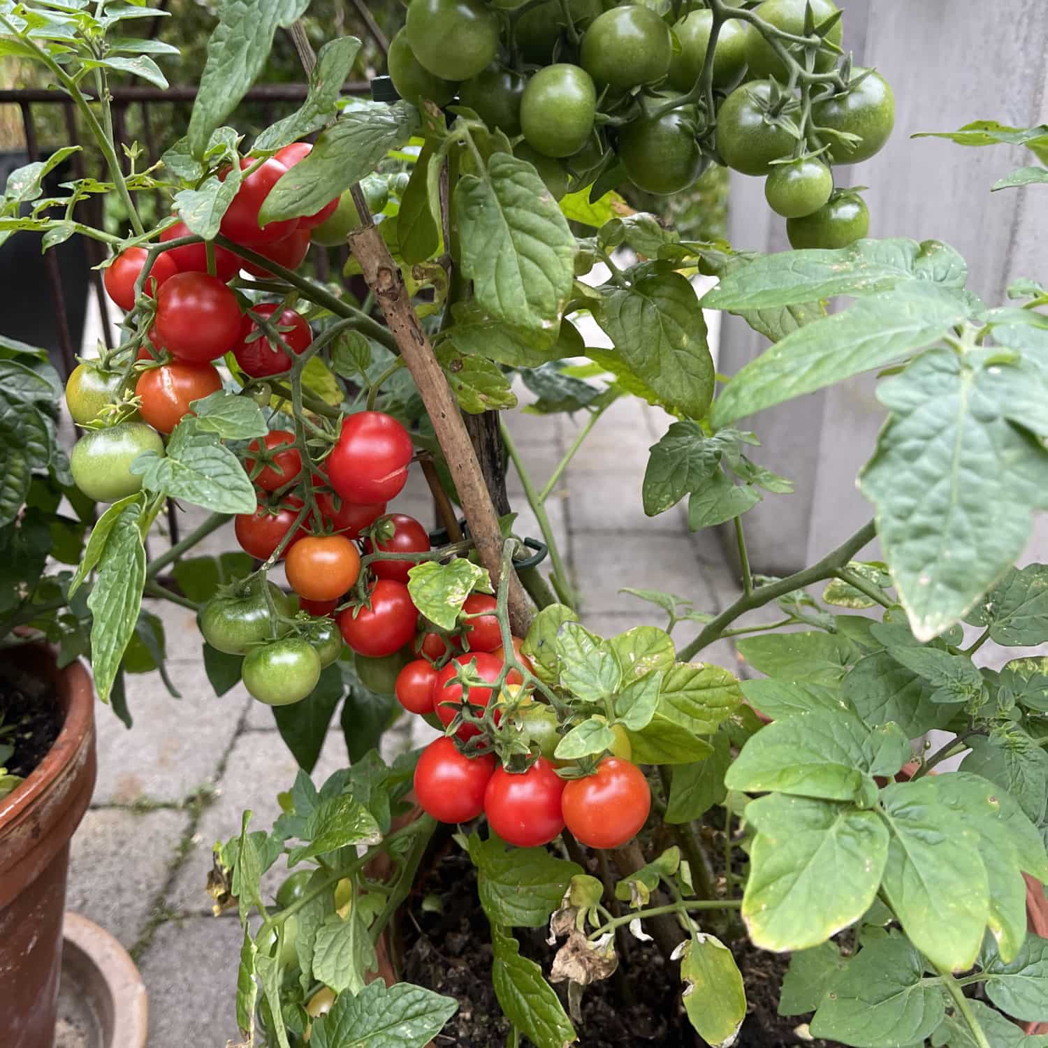 Kruktomat 'Vilma'