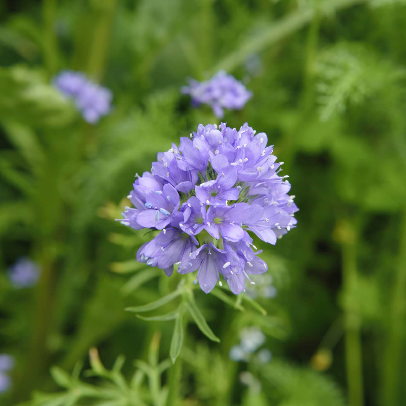 Bollgilia