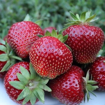 Fragaria x ananassa ’ Malwina ’  Jordgubbe