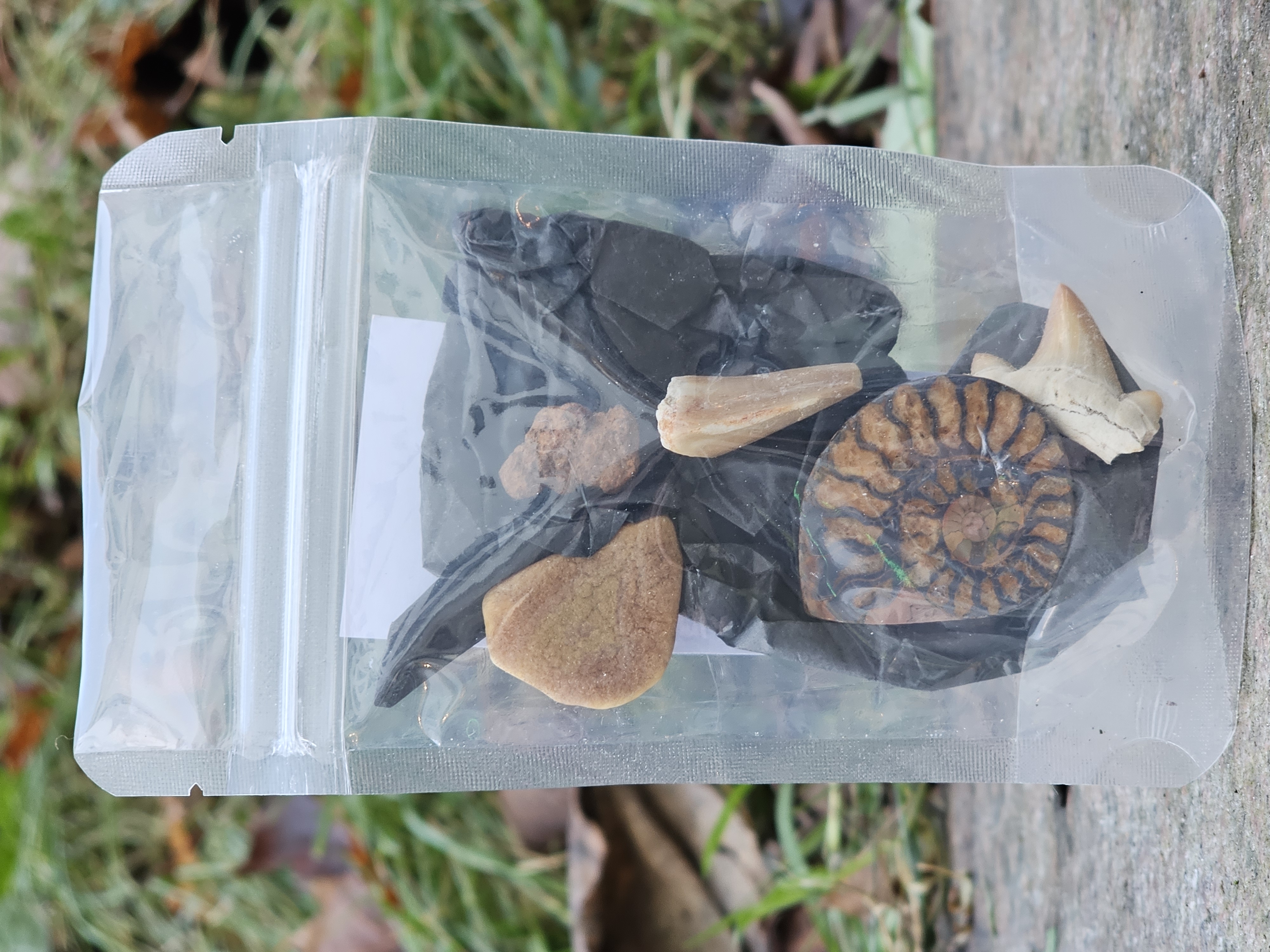 Collection of fossils