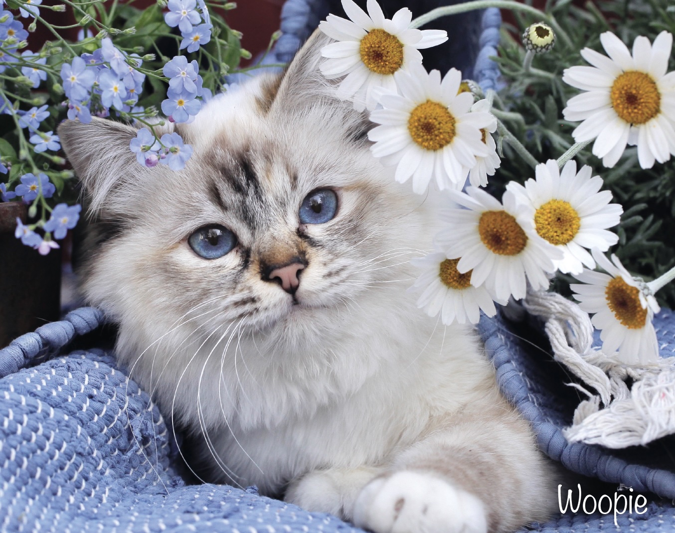Heliga birman Whoopie