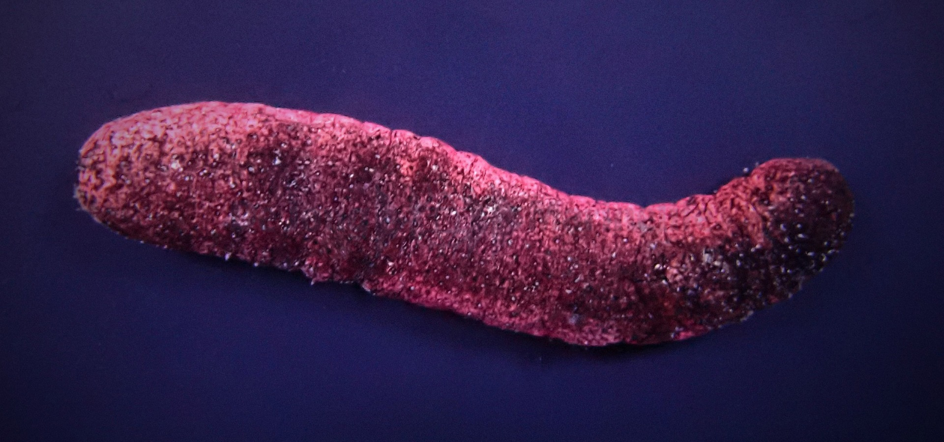Holothuria edulis - 2
