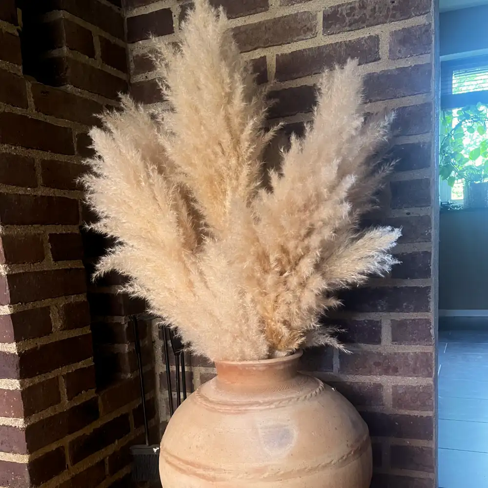 Pampasgräs 'White Plume'