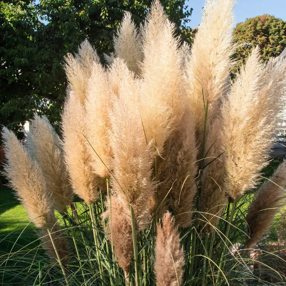 Pampasgräs 'White Plume'
