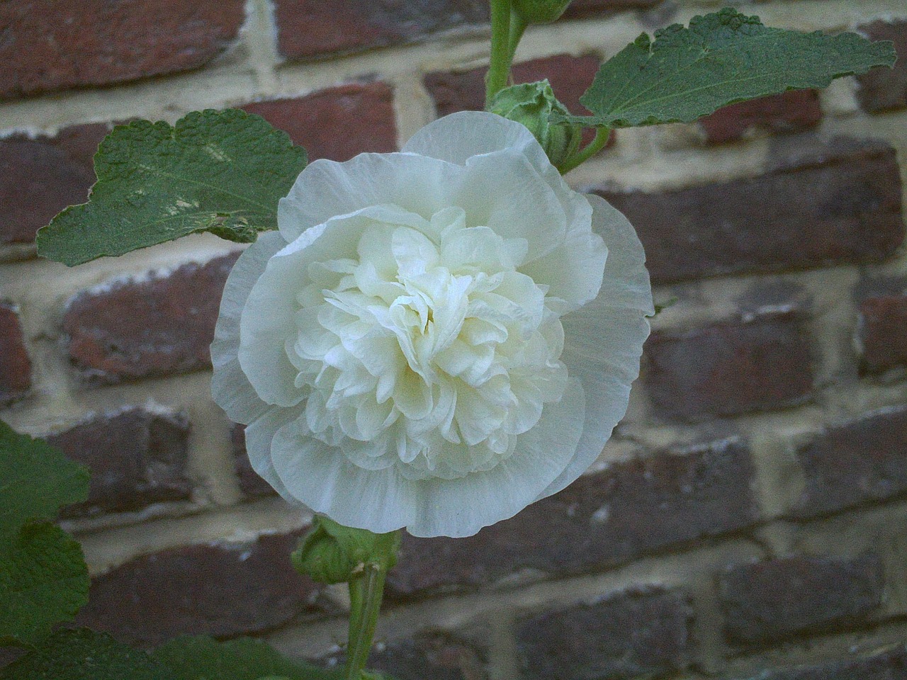 Stockros 'Majorette White'