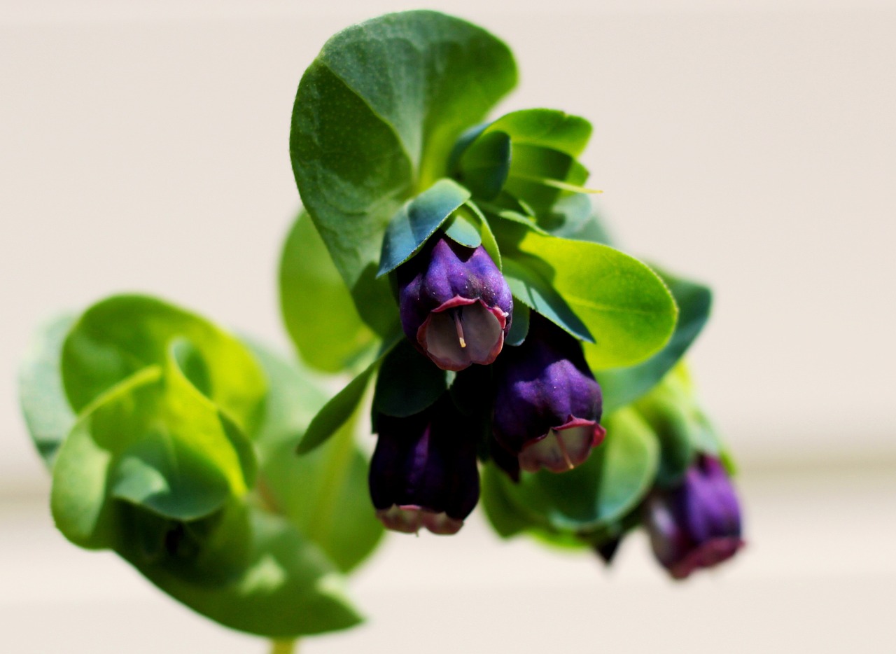 Stor vaxblomma 'Pride of Gibraltar'