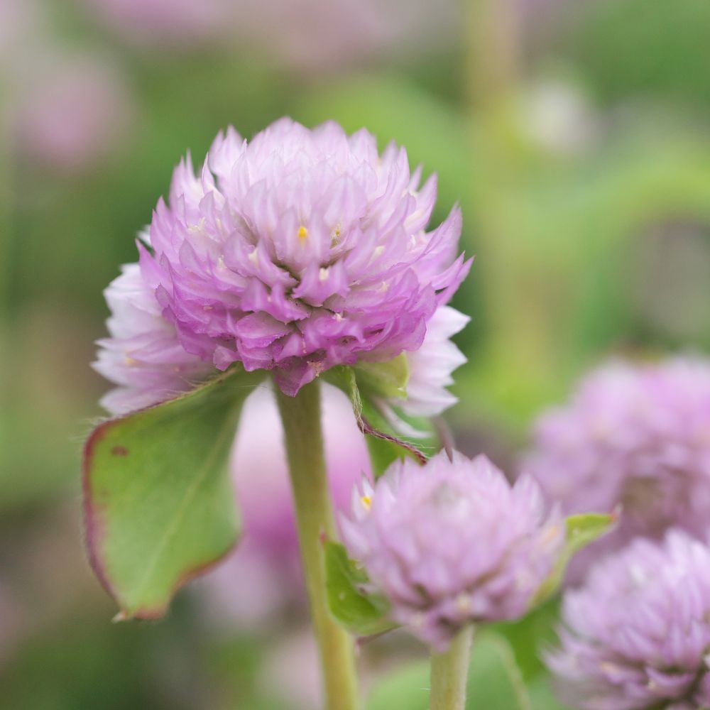 Klotamarant 'Salmon Pastel'
