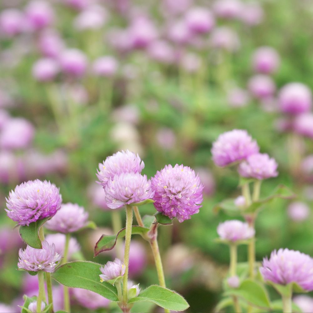 Klotamarant 'Salmon Pastel'