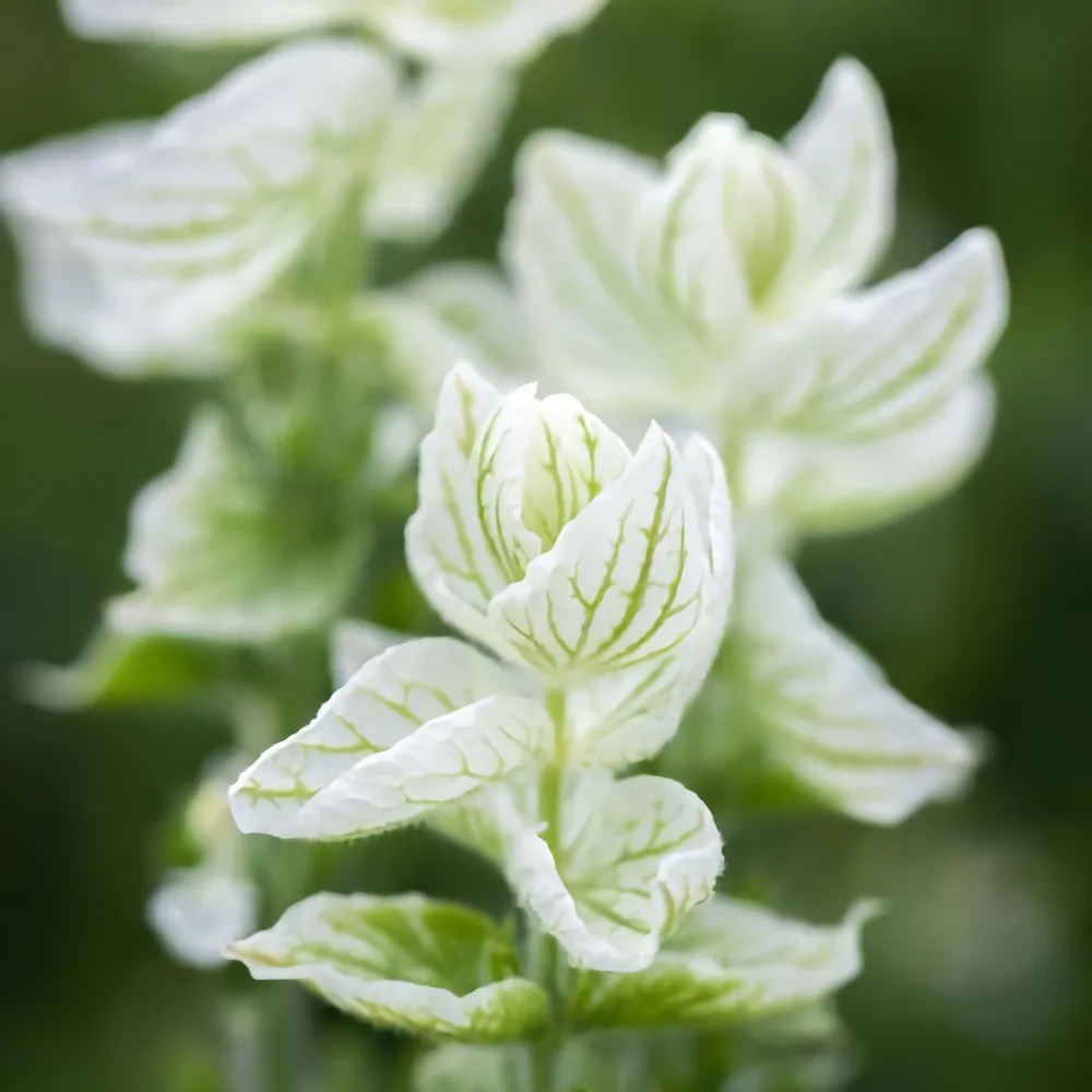 Broksalvia 'White Swan'