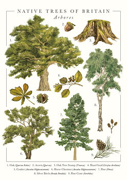 Native Trees Greeting Card