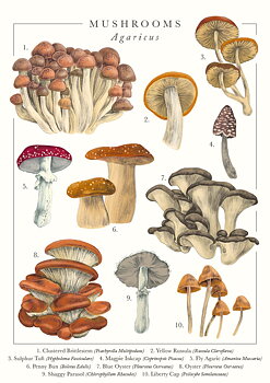 Mushrooms Greeting Card