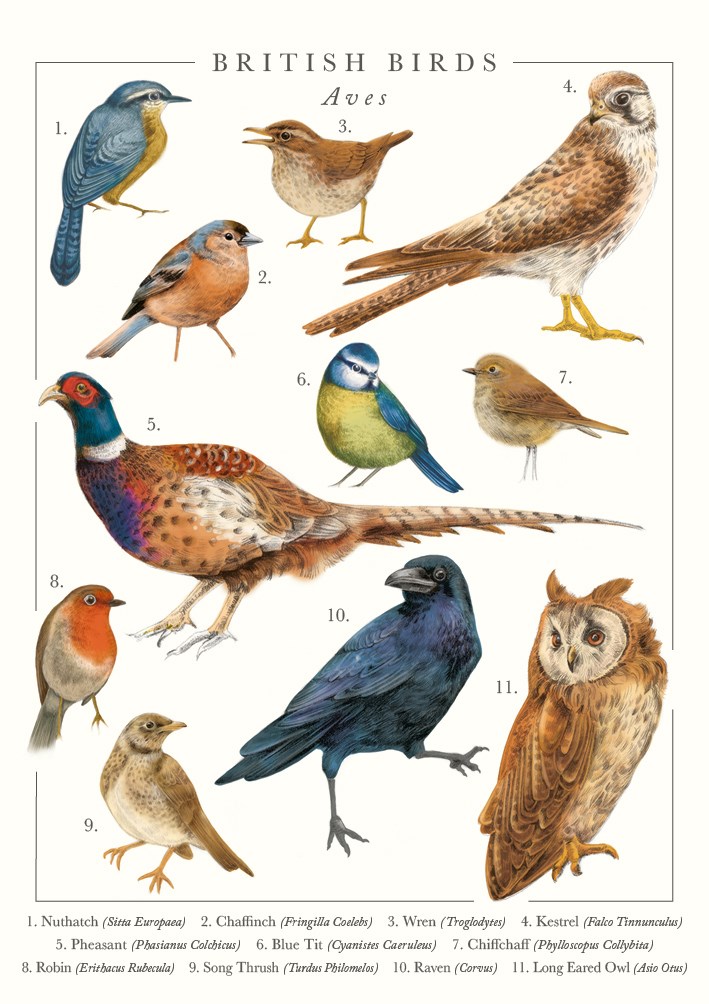 British Birds Greeting Card