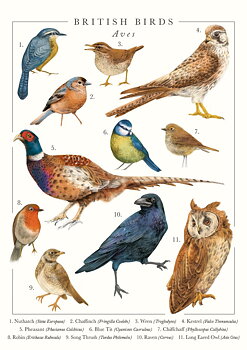 British Birds Greeting Card