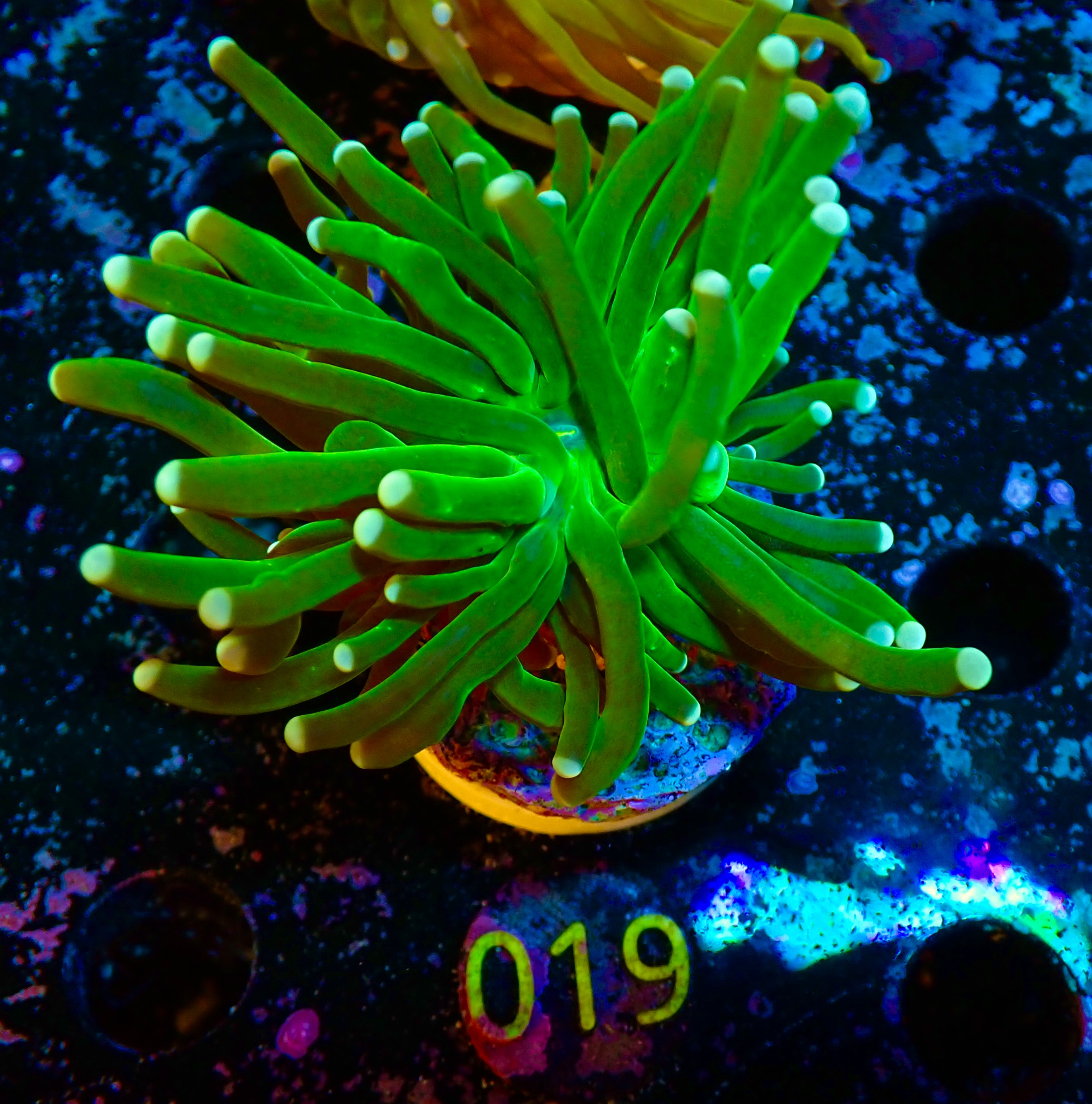 Euphyllia glabrescensl Torch 