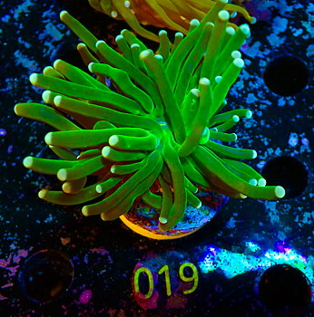 Euphyllia glabrescensl Torch 