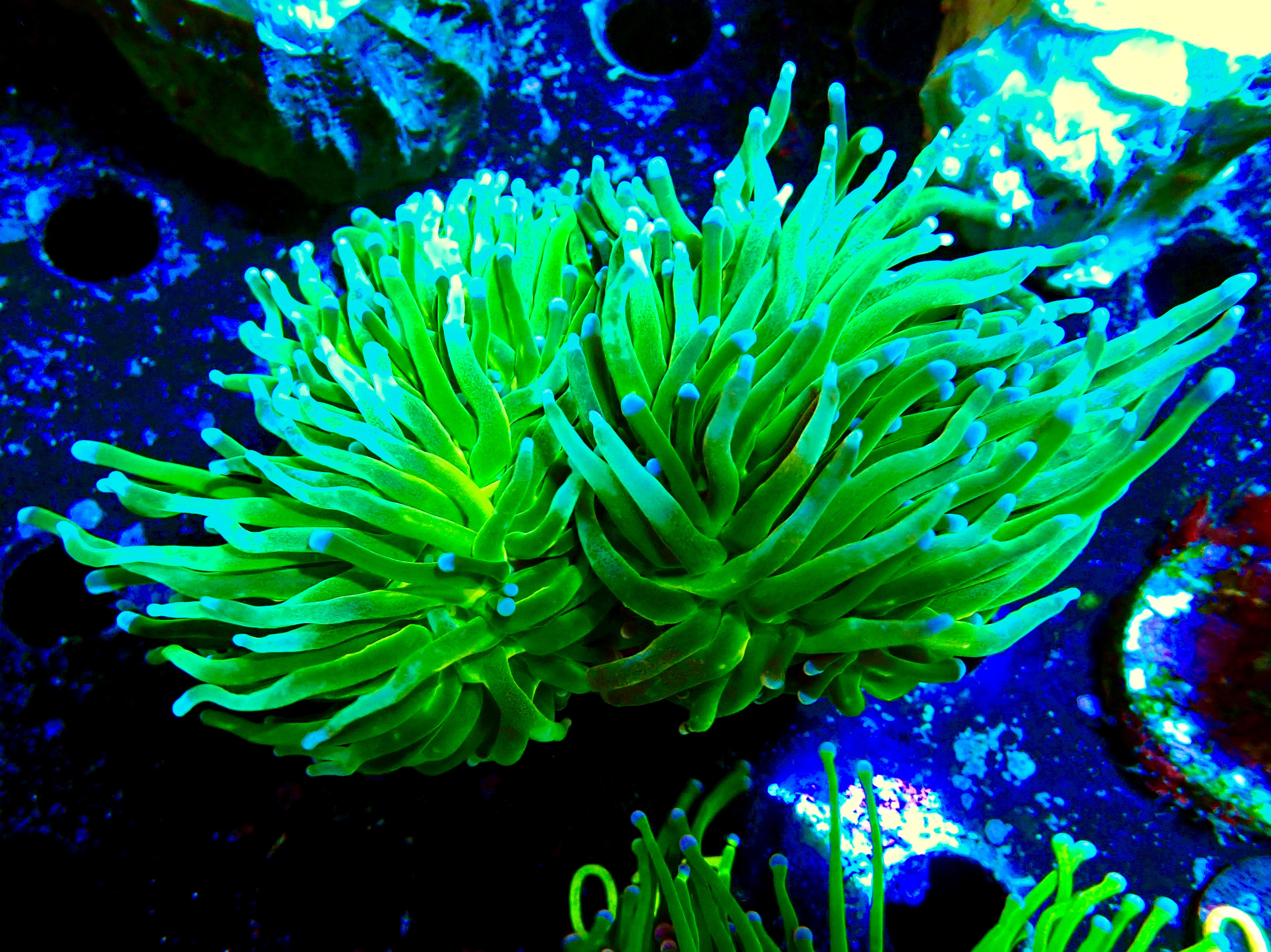 Euphyllia glabrescens Blueberry Torch