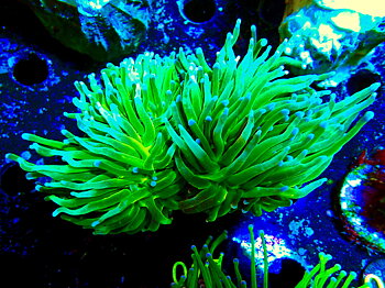 Euphyllia glabrescens Blueberry Torch