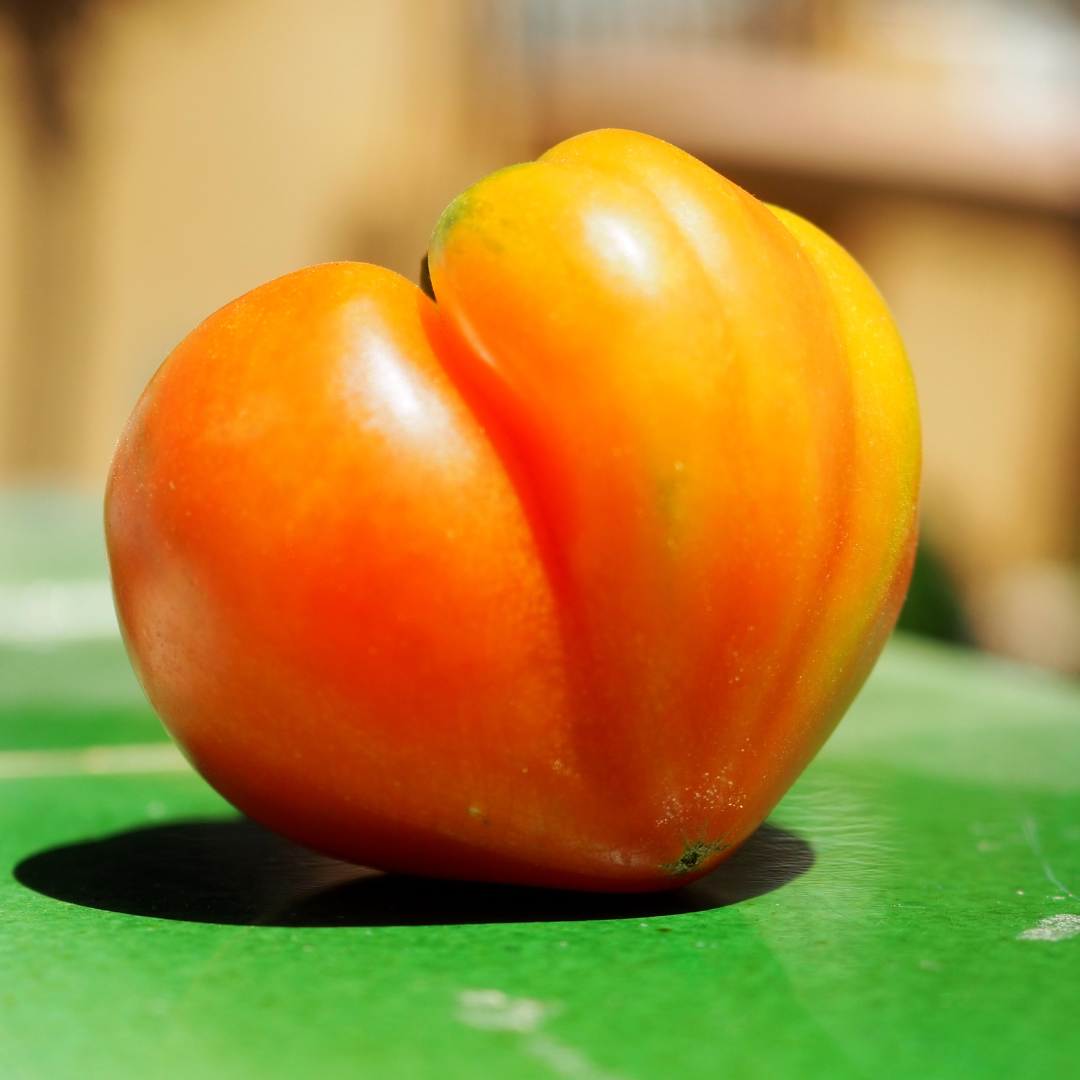 Ekologisk Växthustomat - Sonnenherz - Oxheart