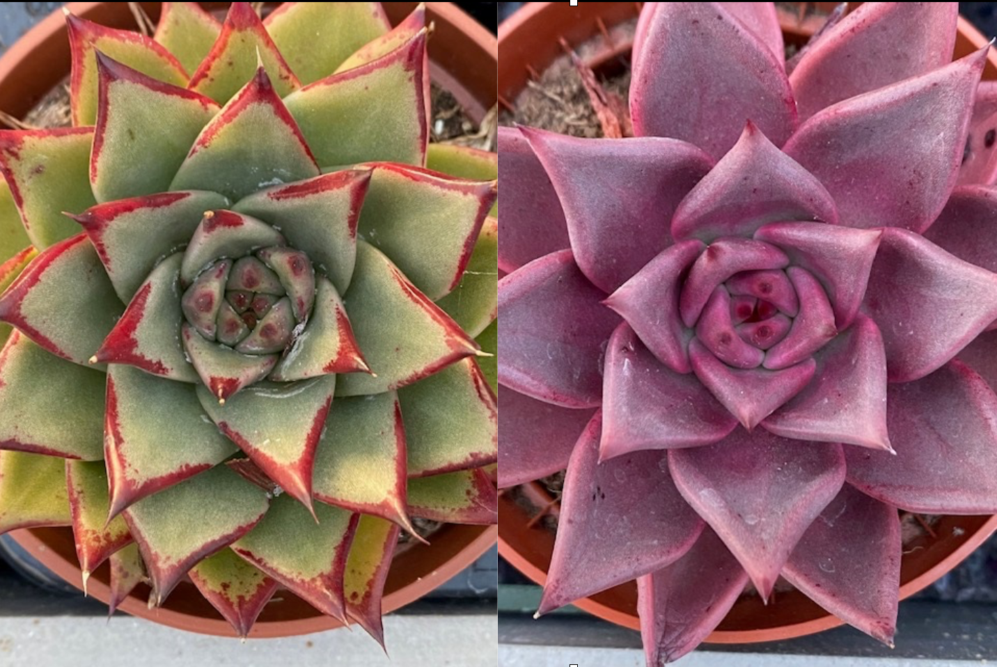 Echeveria agavoides colourful mix 'Taurus & Ebony'