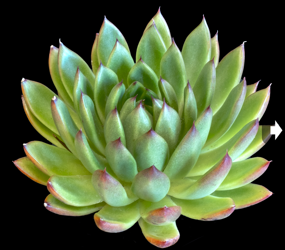 Echeveria calderoniae