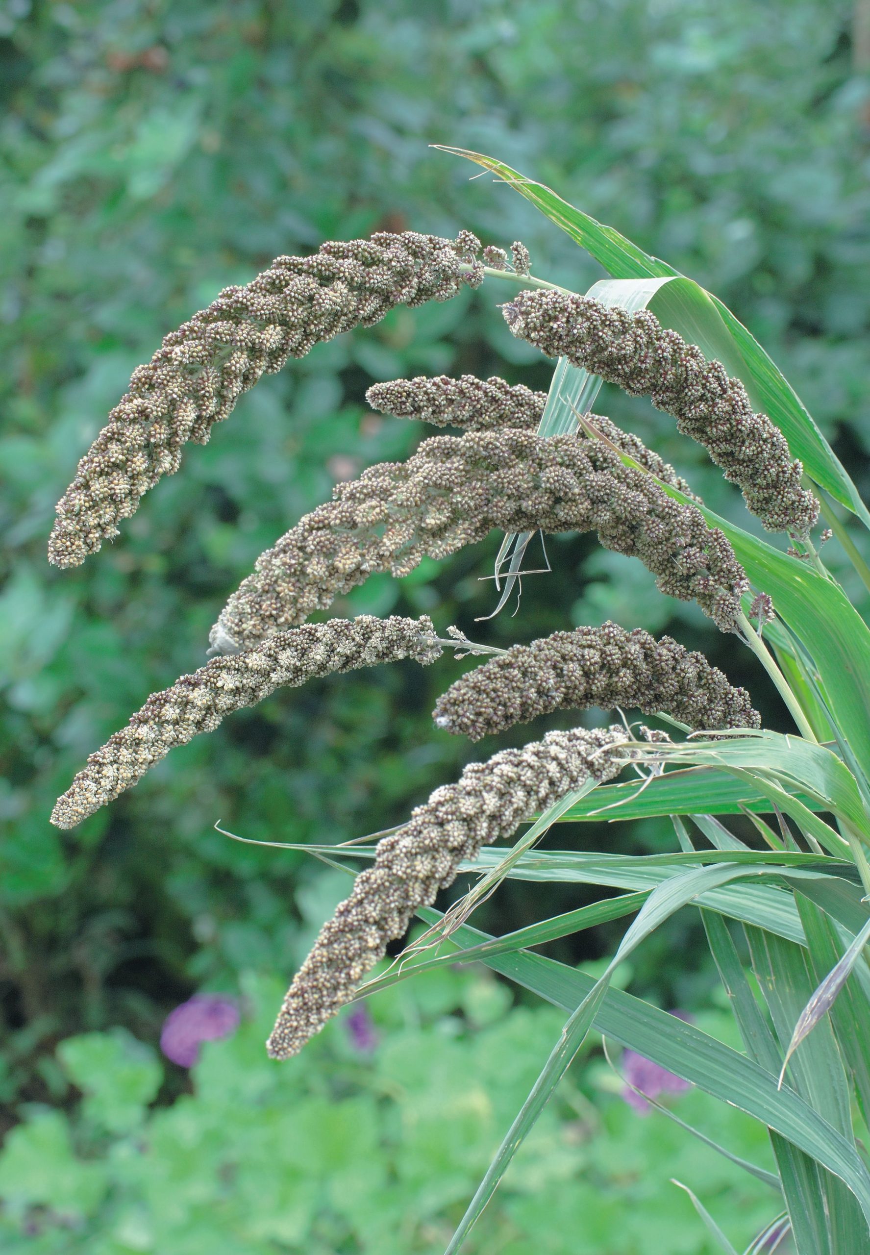 Kolvhirs Hylander