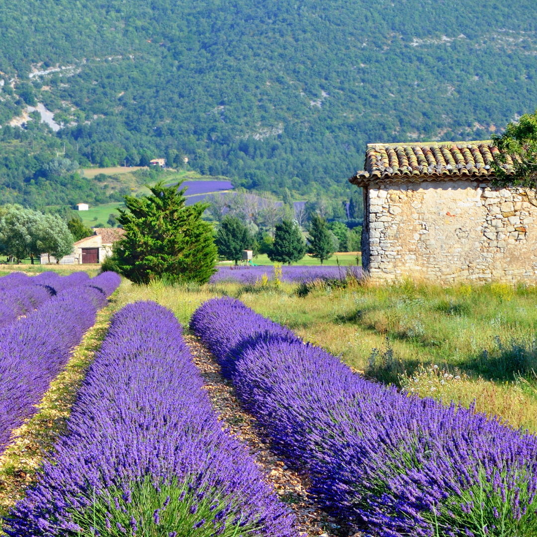 Ekologisk Lavendel - Provence - 2
