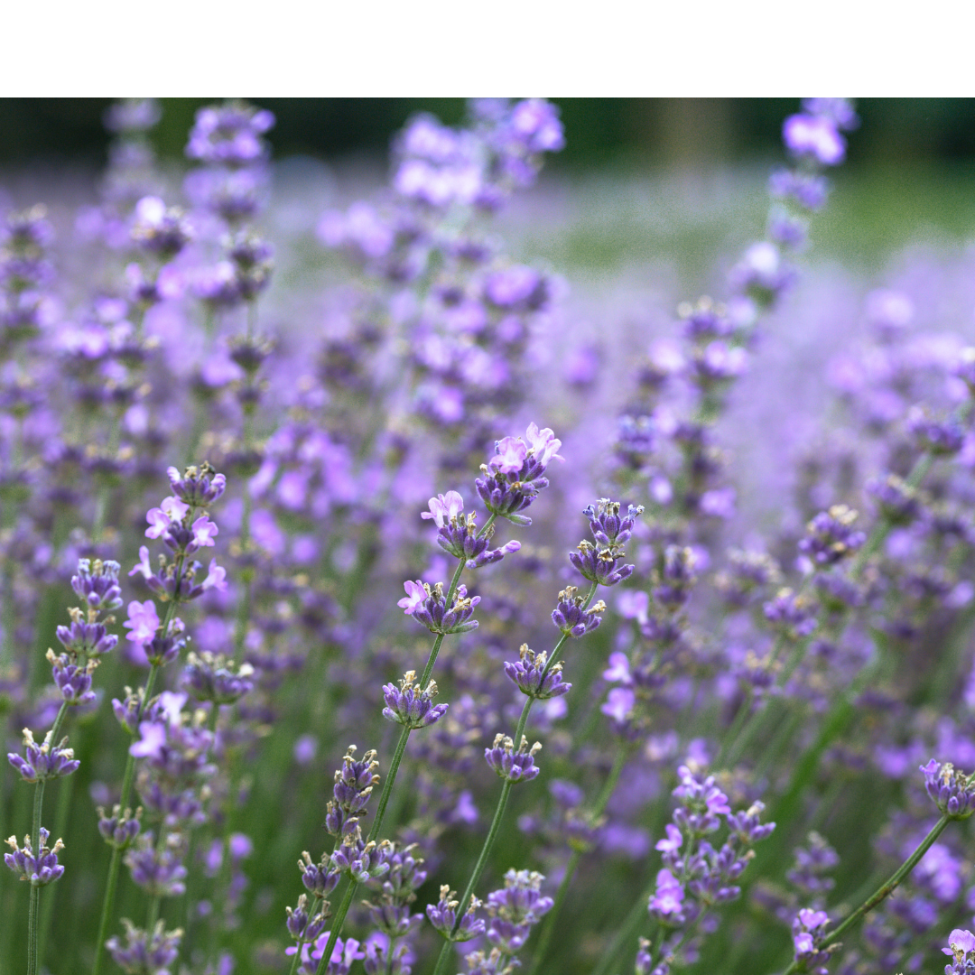 Ekologisk Lavendel - Provence