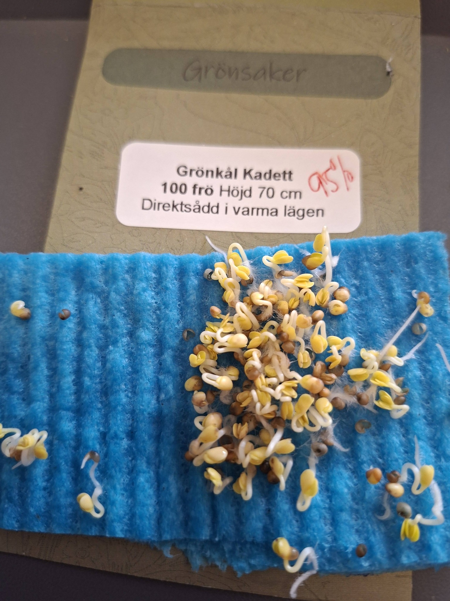 Grönkål Curly  Kadet  100 frö  - 2