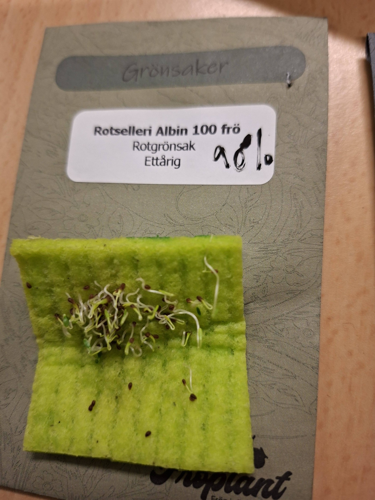 Rotselleri Albin 100 frö - 2