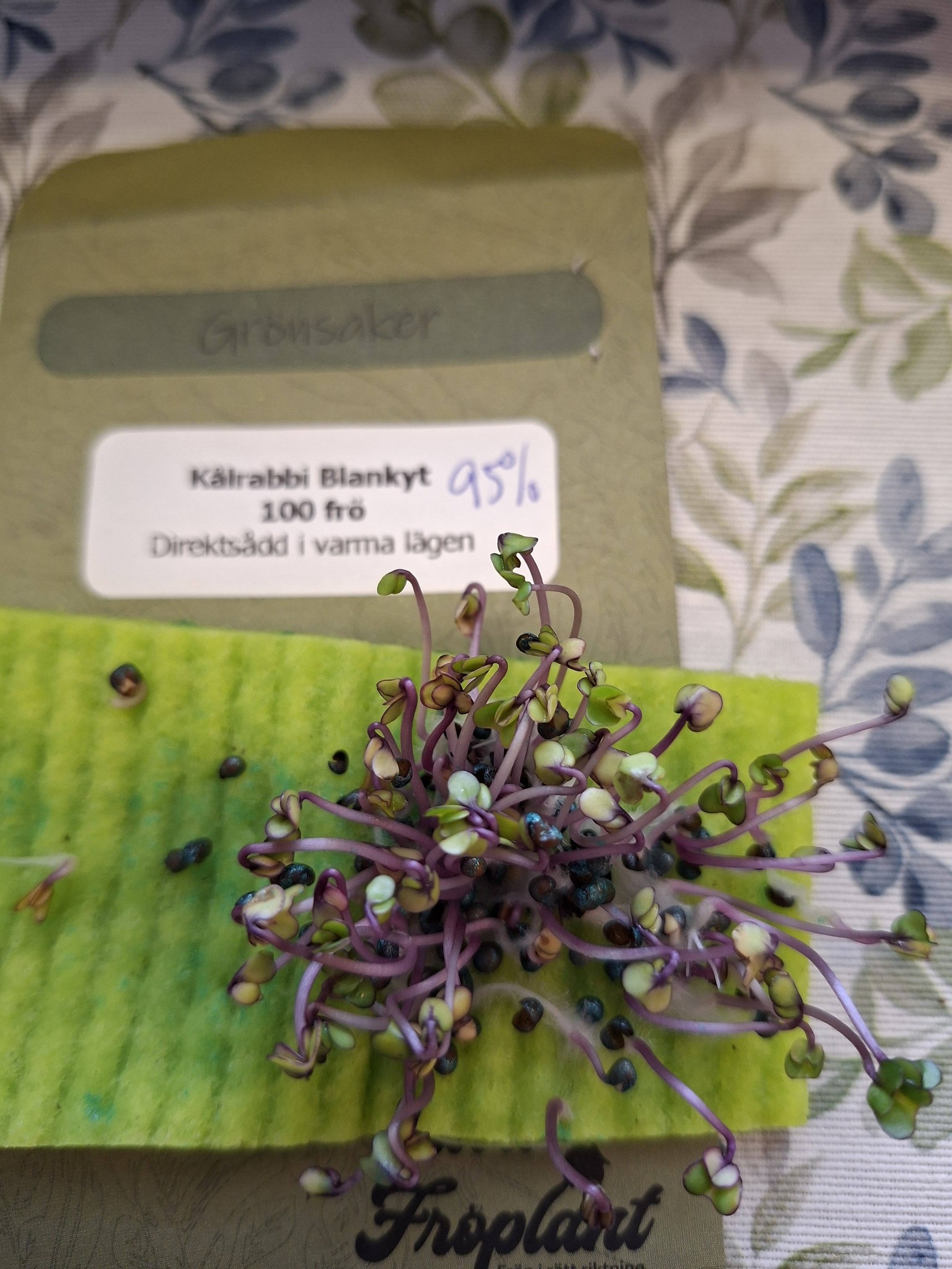 Kålrabbi Blankyt  100 frö - 2