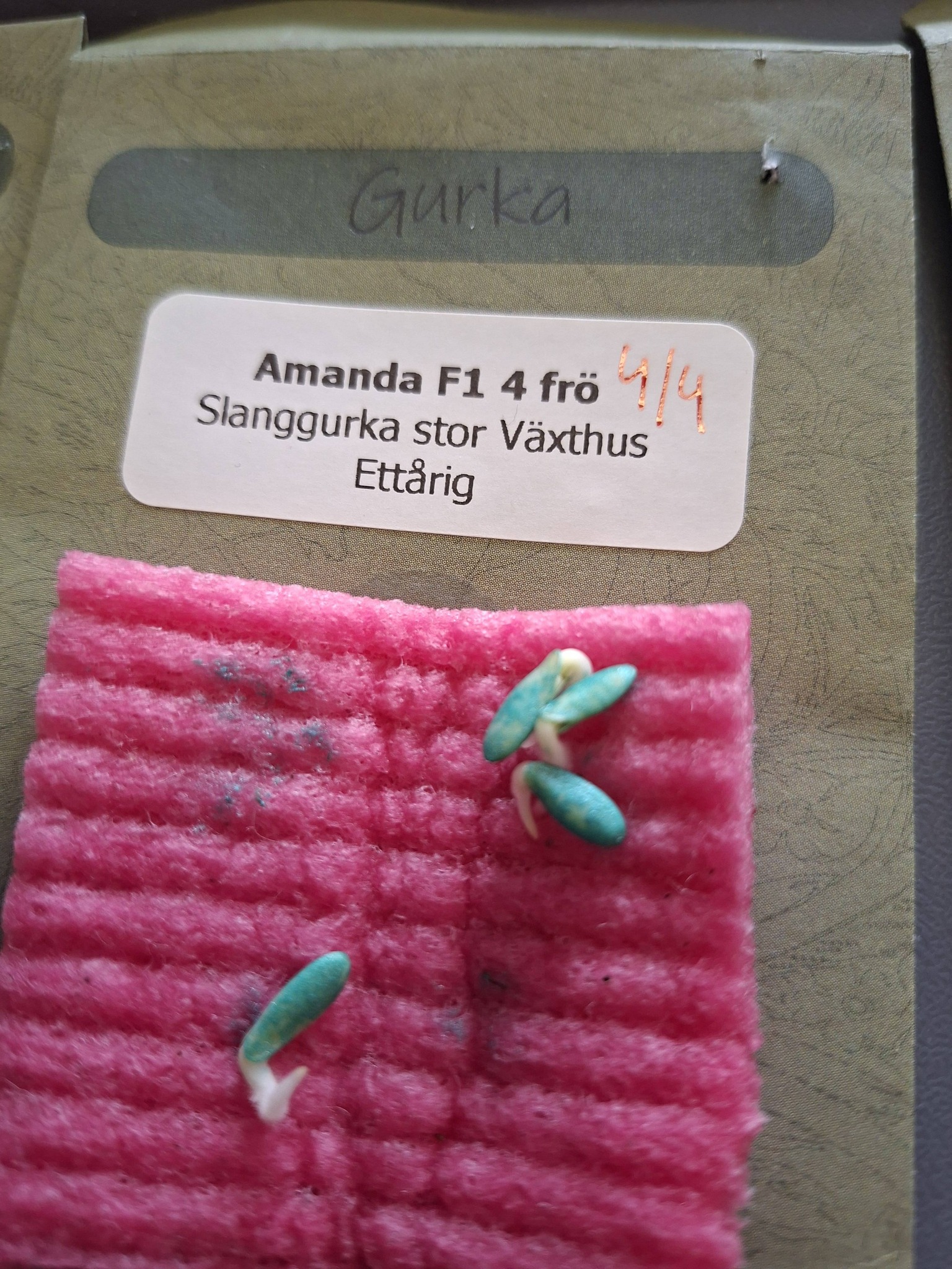 Gurka Amanda F1   4 Frö - 2